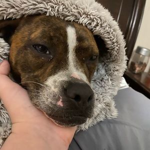 Meet your Posher, Izzy